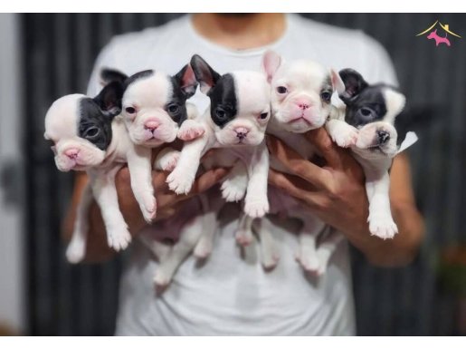 RENK- RENK FRENÇ BEBEKLER 