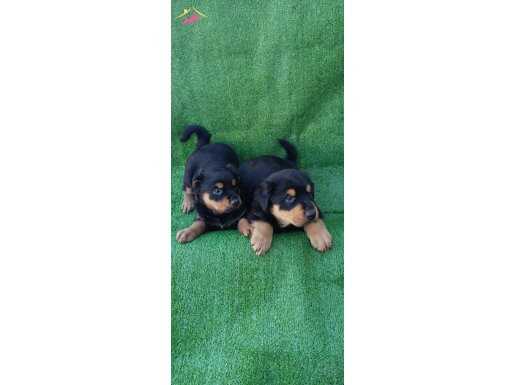 KOCAKAFA ROT YAVRULAR 