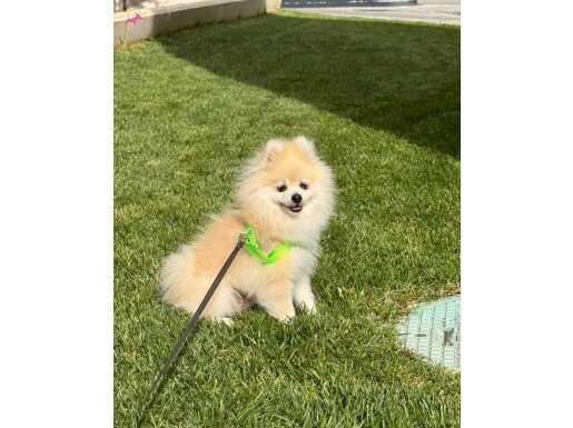 TUVALET EĞİTİMLİ  6 AYLIK ERKEK 