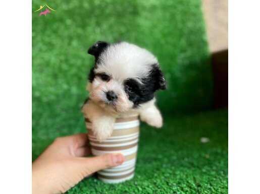 T-CUP MORKİE YAVRULAR 