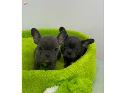 EV DOĞUMLU BLUE FRENÇ YAVRULAR 