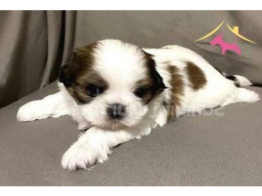 EV DOĞUMLU YAVRULAR ( egitimli ) 