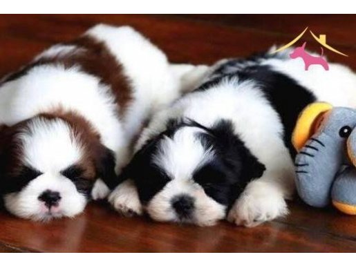 0 NUMARA SHİHTSU YAVRULAR 