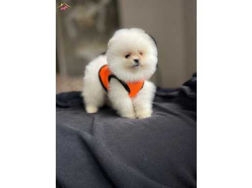 POMERIAN YAVRULAR ( uygun ) 