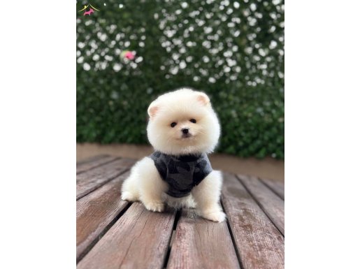 UYGUN POMERIAN YAVRULAR 