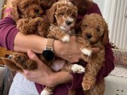 Eğitimli Maltipo yavrular 