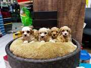 0 NUMARA MALTİPO YAVRULAR (UYGUN)