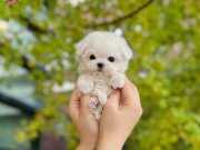 0 NUMARA BICHON FRİSE YAVRULAR 