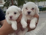 0 NUMARA MALTESE YAVRULAR 