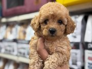 IRK VE SAĞLIK GARANTİLİ MAĞAZADAN TESLİM MALTİPO BEBEKLER