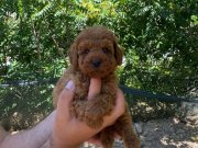 TOY POODLE YAVRULAR ( Irk ve saglik garantili ) 