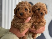 ORJİNAL MİNYATÜR POODLE YAVRULAR ( IRK VE SAĞLIK GARANTİLİ) 