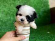 T-CUP MORKİE YAVRULAR 