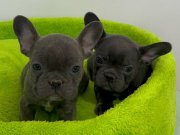 EV DOĞUMLU BLUE FRENÇ YAVRULAR 