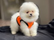 POMERIAN YAVRULAR ( uygun ) 