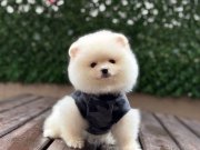 UYGUN POMERIAN YAVRULAR 