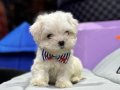 0 NUMARA MORKIE YAVRULAR 