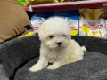 0 NUMARA MORKIE YAVRULAR 