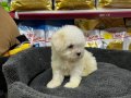 0 NUMARA MORKIE YAVRULAR 