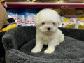 0 NUMARA MORKIE YAVRULAR 