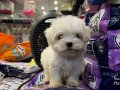 0 NUMARA MORKIE YAVRULAR 