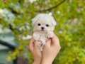 0 NUMARA BICHON FRİSE YAVRULAR 