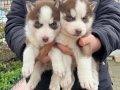 ORJİNAL HUSKY YAVRULAR ( MAĞAZADAN  IRK VE SAĞLIK GARANTİLİ)