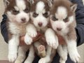 ORJİNAL HUSKY YAVRULAR ( MAĞAZADAN  IRK VE SAĞLIK GARANTİLİ)