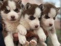 ORJİNAL HUSKY YAVRULAR ( MAĞAZADAN  IRK VE SAĞLIK GARANTİLİ)