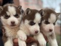 ORJİNAL HUSKY YAVRULAR ( MAĞAZADAN  IRK VE SAĞLIK GARANTİLİ)