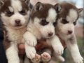 ORJİNAL HUSKY YAVRULAR ( MAĞAZADAN  IRK VE SAĞLIK GARANTİLİ)