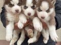 ORJİNAL HUSKY YAVRULAR ( MAĞAZADAN  IRK VE SAĞLIK GARANTİLİ)