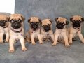 MİCRO BOY PUG YAVRULAR ( IRK VE SAĞLIK GARANTİLİ  MAĞAZADAN)