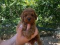 TOY POODLE YAVRULAR ( Irk ve saglik garantili ) 