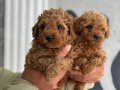 ORJİNAL MİNYATÜR POODLE YAVRULAR ( IRK VE SAĞLIK GARANTİLİ) 