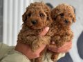 ORJİNAL MİNYATÜR POODLE YAVRULAR ( IRK VE SAĞLIK GARANTİLİ) 