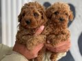 ORJİNAL MİNYATÜR POODLE YAVRULAR ( IRK VE SAĞLIK GARANTİLİ) 