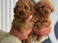ORJİNAL MİNYATÜR POODLE YAVRULAR ( IRK VE SAĞLIK GARANTİLİ) 