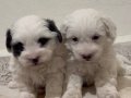 T cup Morkie yavrular 