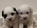 T cup Morkie yavrular 