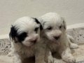 T cup Morkie yavrular 