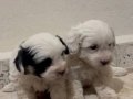 T cup Morkie yavrular 