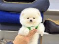 POMERIAN CİNSİ 