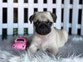 EĞİTİMLİ PUG YAVRULAR 