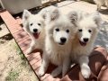 KARBEYAZ SAMOYED YAVRULAR 