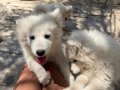 KARBEYAZ SAMOYED YAVRULAR 