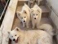 KARBEYAZ SAMOYED YAVRULAR 