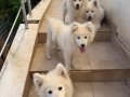 KARBEYAZ SAMOYED YAVRULAR 
