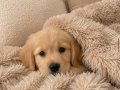 BABY FACE GOLDEN YAVRULAR 