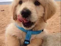 BABY FACE GOLDEN YAVRULAR 